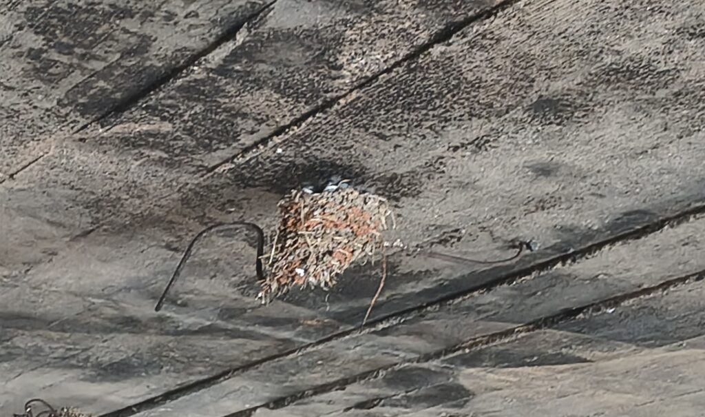 xelidonia